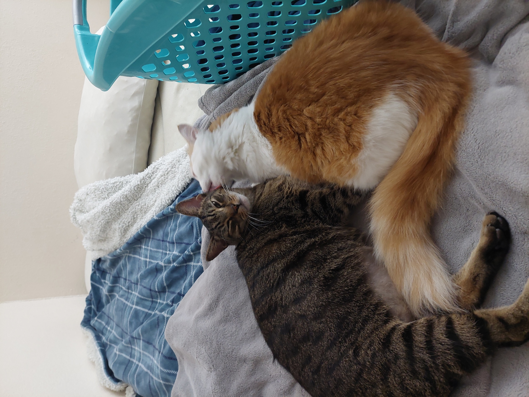 Tiki and Tora